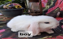 Mini Lop rabbits for sale: Mini lop babies - Image 4