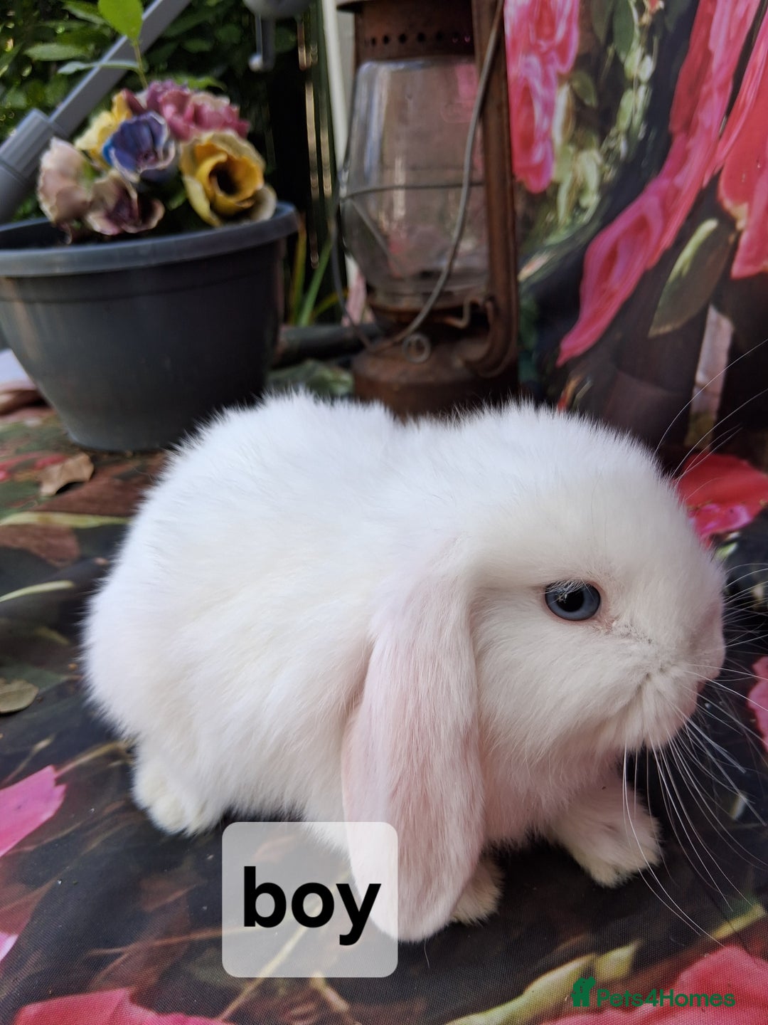 Mini Lop rabbits for sale: Mini lop babies - Image 4