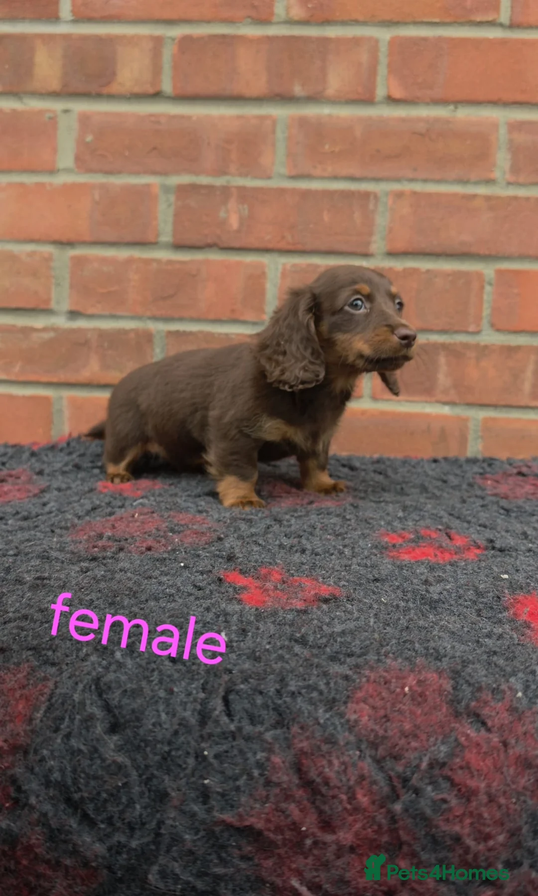 Miniature Dachshund dogs for sale: BEAUTIFUL MINIATURE DACHSHUNDS  in Basildon - Advert 1