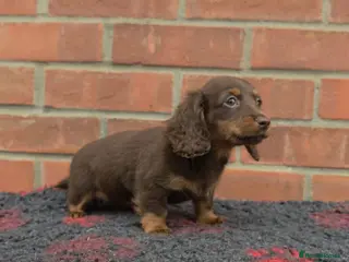 Miniature Dachshund dogs BEAUTIFUL MINIATURE DACHSHUNDS - Advert 6