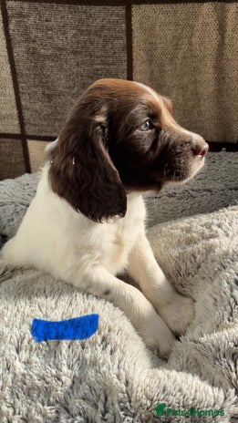 English Springer Spaniel dogs Quality ESS KC Reg Health Tested Parents 5⭐️ - Advert 10
