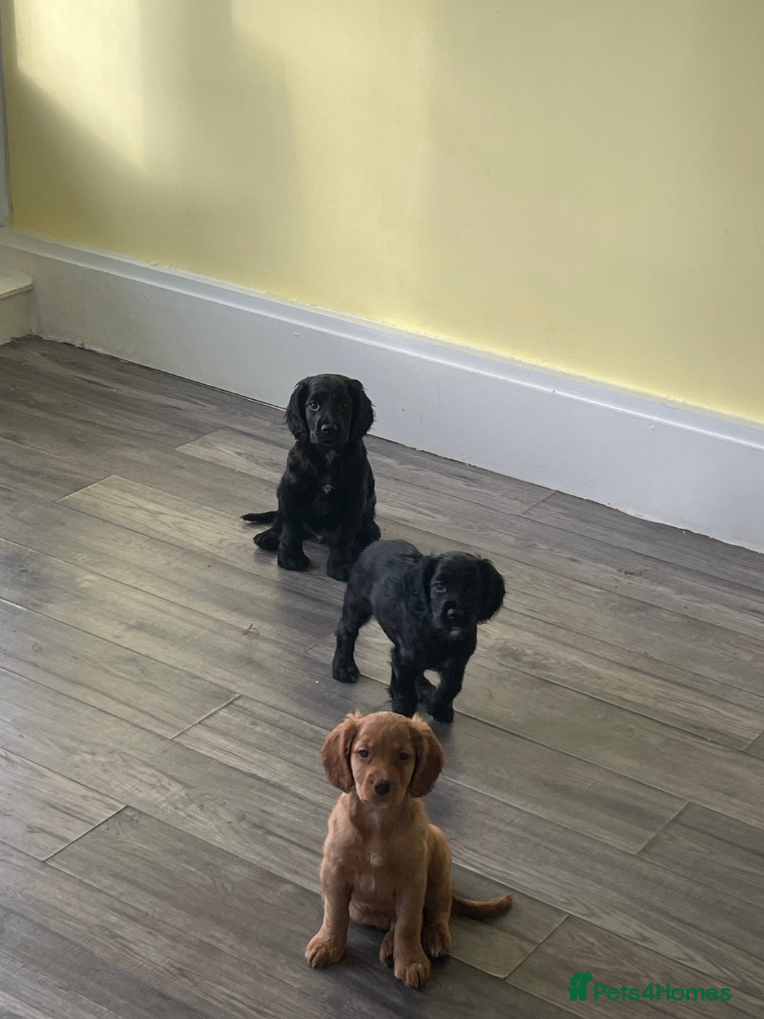 Cocker Spaniel dogs for sale: KC registered cocker spaniel puppies for sale  - Advert 7
