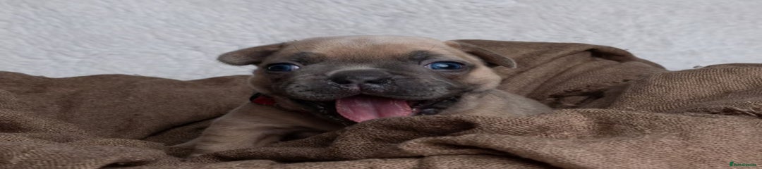 French Bulldog Puppy 4