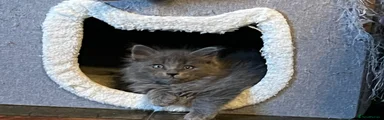 FLOOF!! 