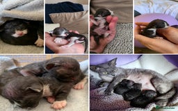 Devon Rex cats for sale: *Kittens born yesterday* FiFi registered  - Image 1