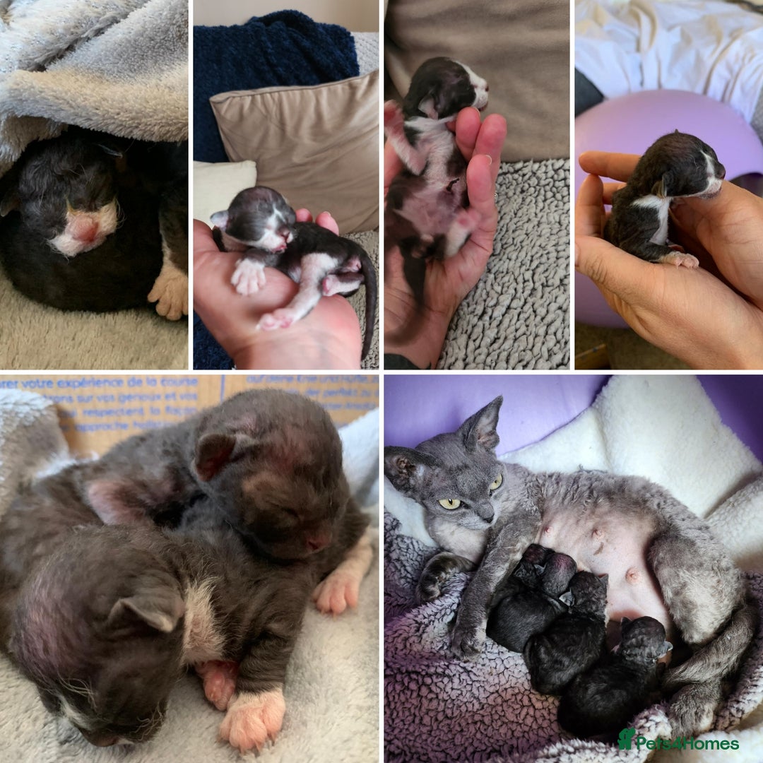 Devon Rex cats for sale: *Kittens born yesterday* FiFi registered  - Image 1