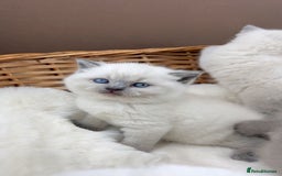 British Shorthair cats for sale: GCCF Health tested British Shorthaired kittens - Image 14