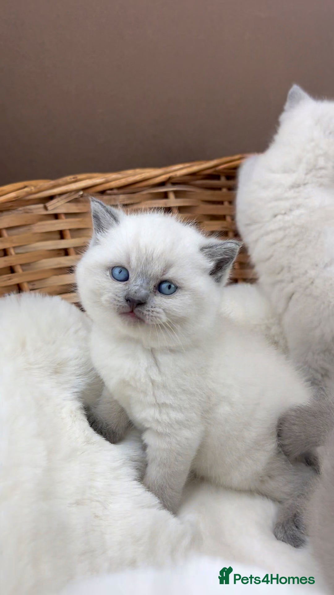 British Shorthair cats for sale: GCCF Health tested British Shorthaired kittens - Image 14