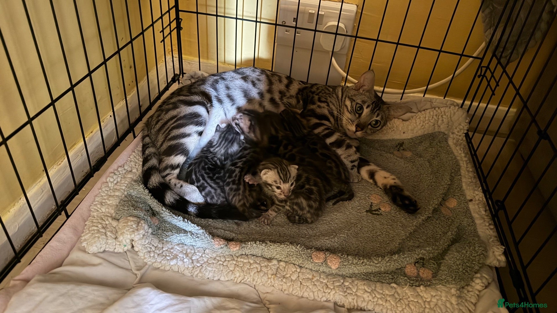 Bengal cats BENGAL 🔥 KITTENS, TICA REGISTERED 🩶  - Advert 5