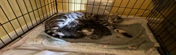Bengal cats for sale: BENGAL 🔥 KITTENS, TICA REGISTERED 🩶  - Advert 1