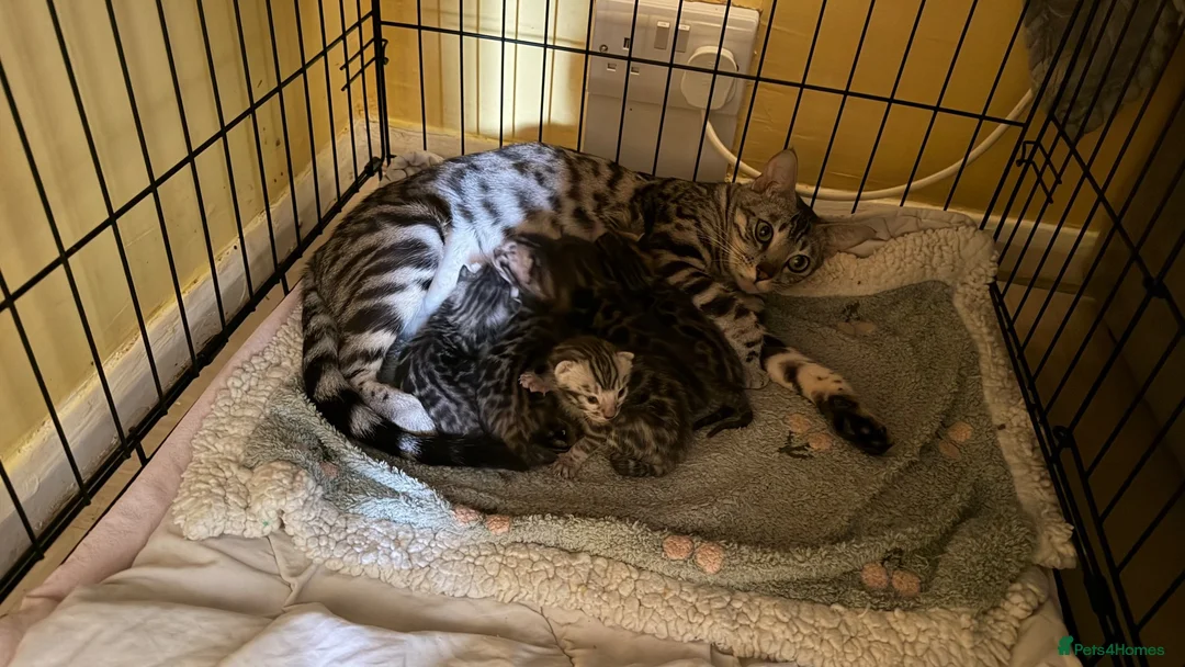 Bengal cats for sale: BENGAL 🔥 KITTENS, TICA REGISTERED 🩶  - Advert 1