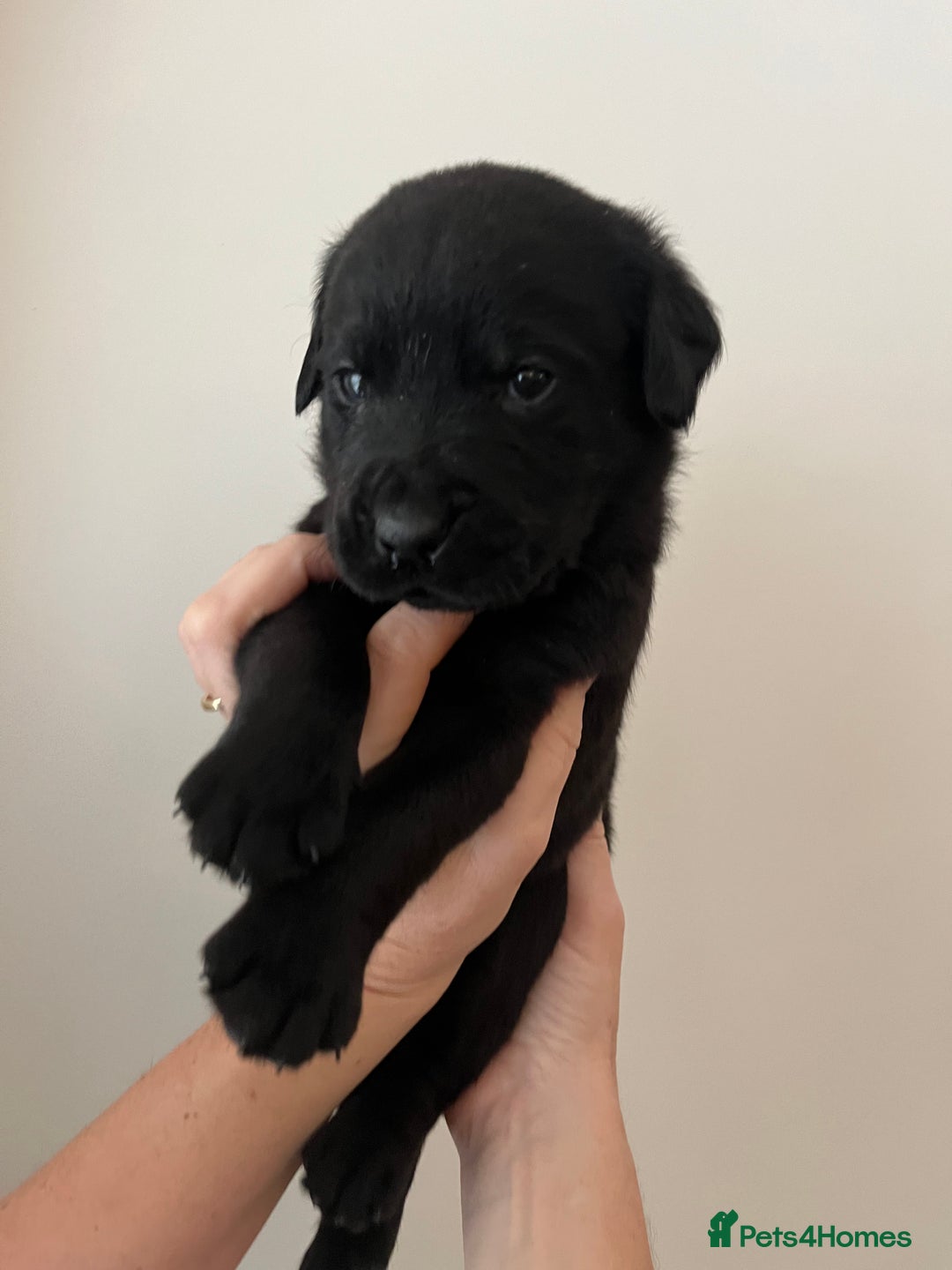 Mixed Breed dogs for sale: 11 Fabulous LABROTTIES - Advert 7