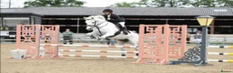 Connemara horses for sale: Dana, Connemara Mare in Crook - Advert 2