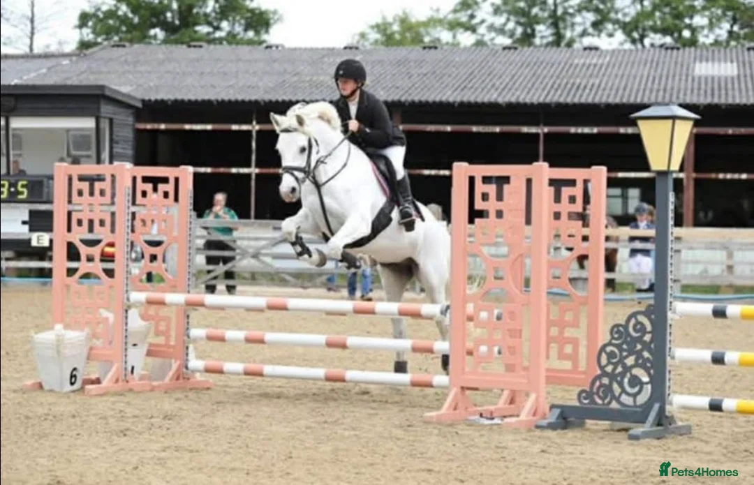 Connemara horses for sale: Dana, Connemara Mare in Crook - Advert 2