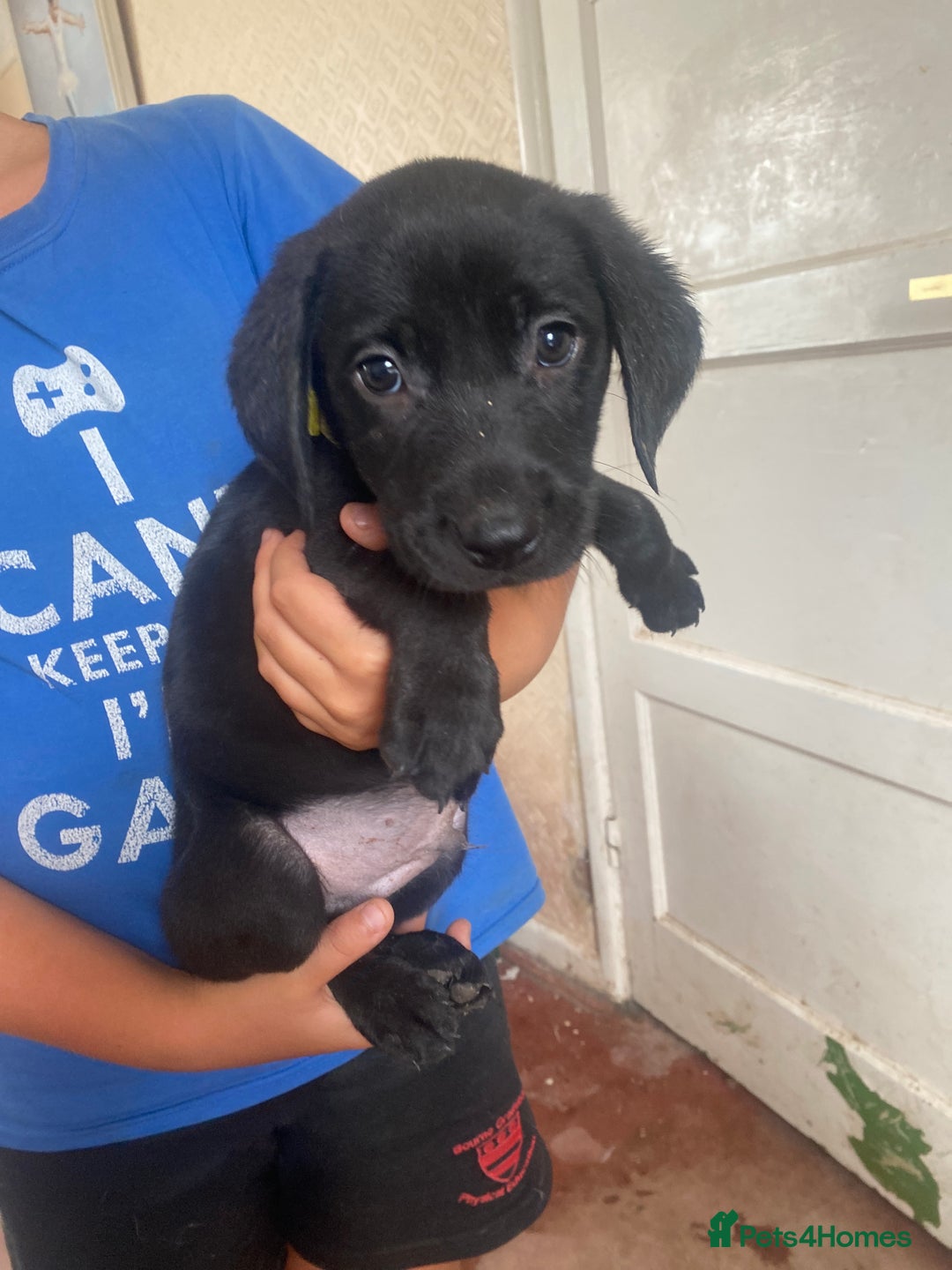 Labrador Retriever dogs for sale: Lovely Labrador puppies  - Image 23