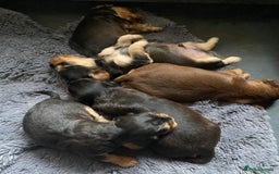 Cocker Spaniel dogs for sale: Dark Sable Cocker Spaniel Pups - Image 6