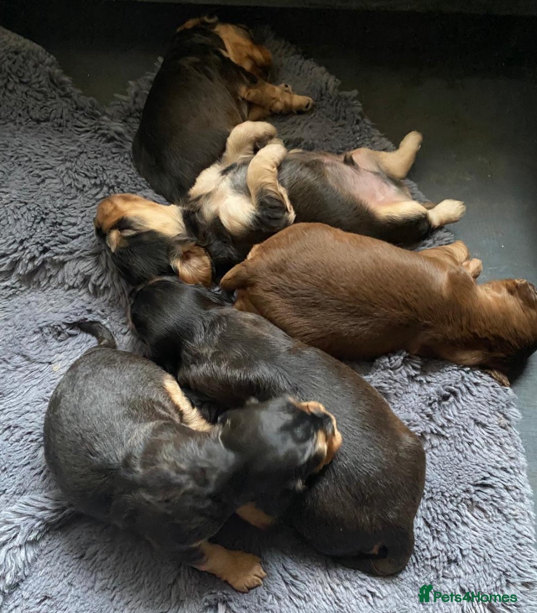 Cocker Spaniel dogs for sale: Dark Sable Cocker Spaniel Pups - Image 6
