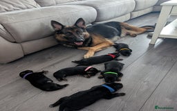 German Shepherd dogs for sale: Beautiful German Shepherd Puppies - Image 3
