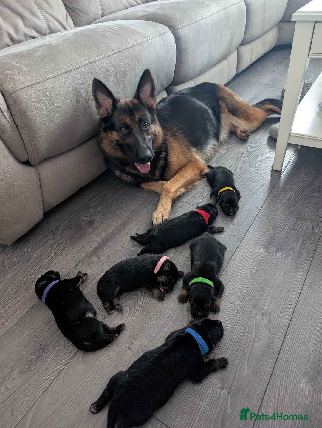 German Shepherd dogs for sale: Beautiful German Shepherd Puppies - Image 3
