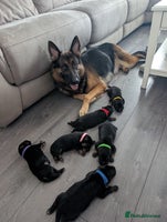 German Shepherd dogs - Advert 1