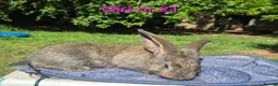 Continental Giant rabbits for sale: Pure Continental Giant Vaccinated  - Advert 9