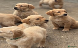 Golden Retriever dogs for sale: KC Registered Golden Retrievers puppies. - Image 6