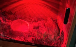 Python Snake reptiles for sale: Ball python  - Image 4