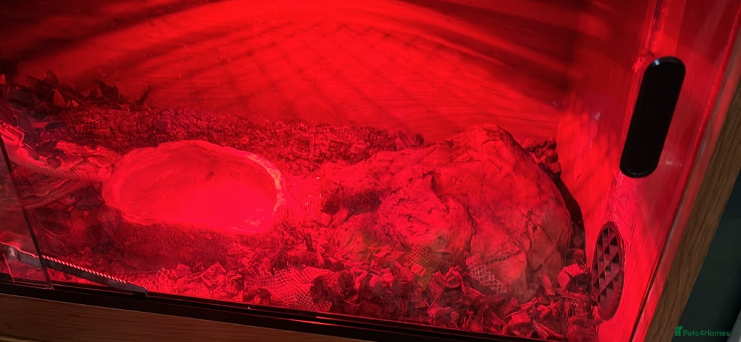 Python Snake reptiles for sale: Ball python  - Image 4