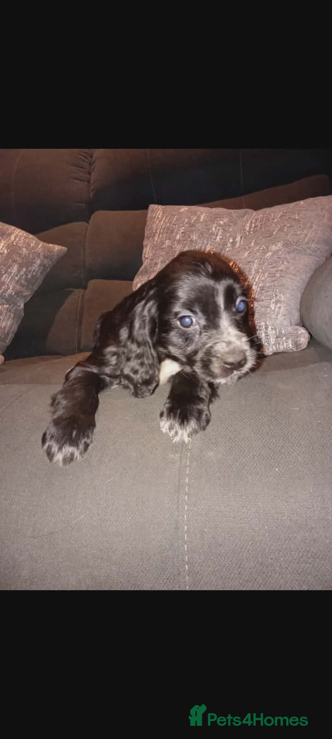 Cocker Spaniel dogs for sale: Working cocker spaniel pups  - Advert 7