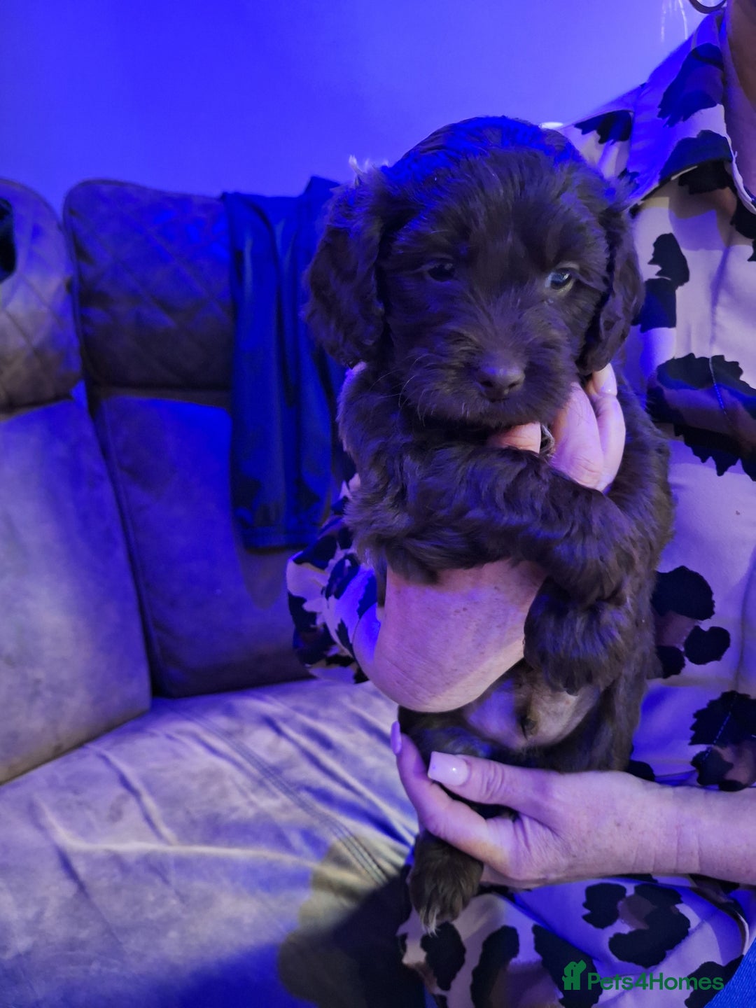 Mixed Breed dogs for sale: Shihpoo Puppies  - Image 7