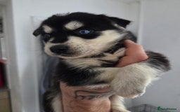 Mixed Breed dogs for sale: Beautiful goberians - Image 9