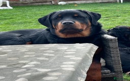 Rottweiler dogs for sale: Beautiful Rottweiler male  - Image 2