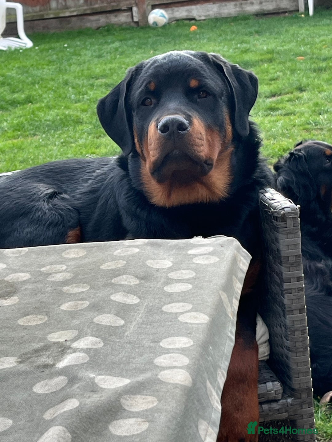 Rottweiler dogs for sale: Beautiful Rottweiler male  - Image 2