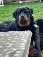 Rottweiler dogs - Advert 5