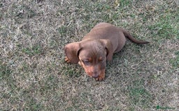 Dachshund dogs for sale: KC PRA Miniature smooth hair dachshund puppies  - Image 9