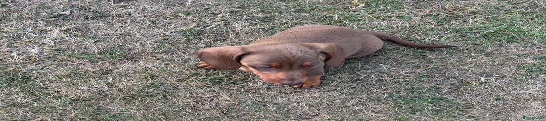 Dachshund Puppy 2