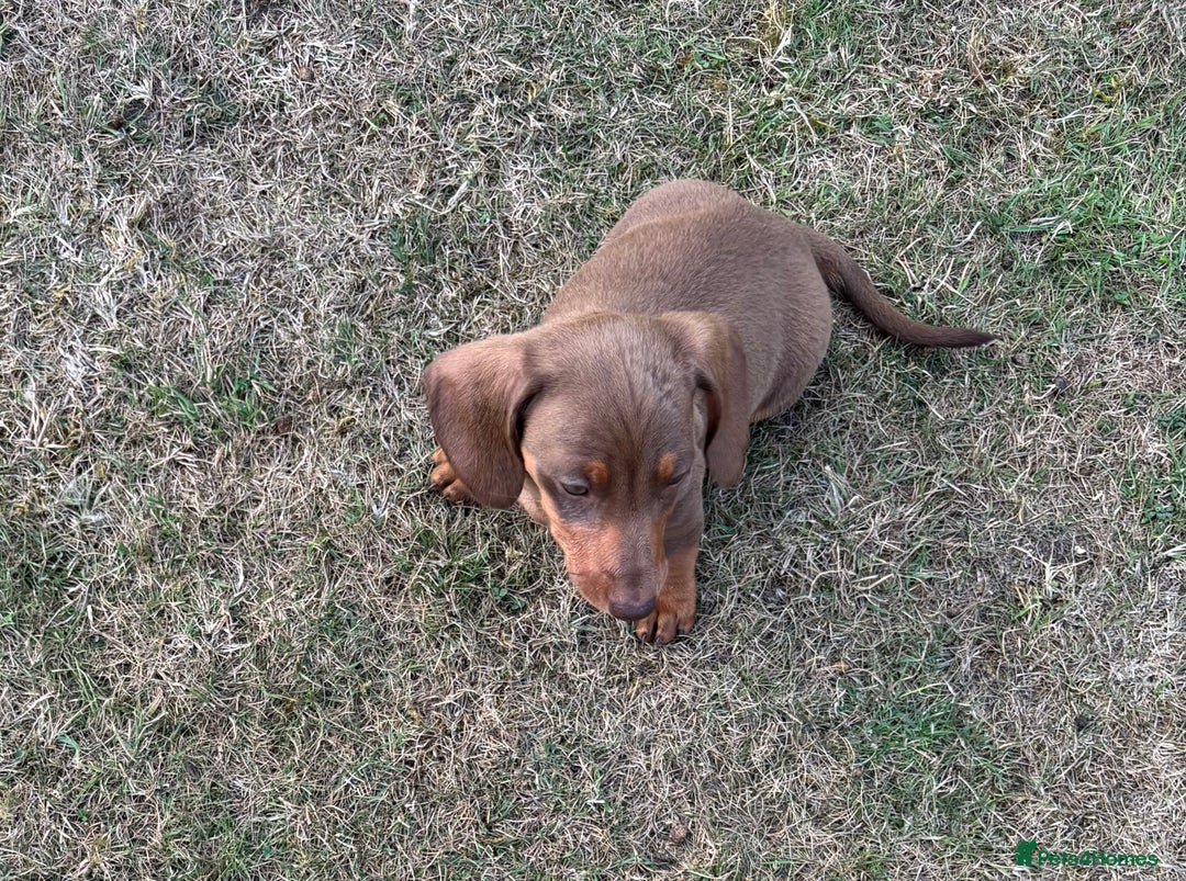 Dachshund dogs for sale: KC PRA Miniature smooth hair dachshund puppies  - Image 9