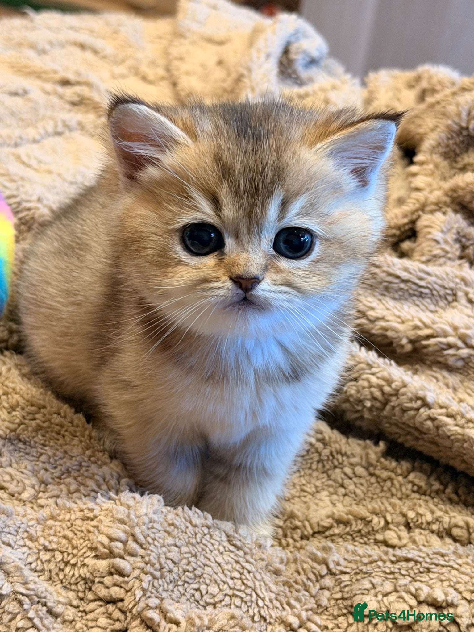 British Shorthair cats British Shorthair Golden Chinchilla Kittens - Advert 9