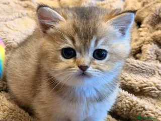 British Shorthair cats British Shorthair Golden Chinchilla Kittens - Advert 6