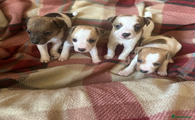 Jack Russell dogs 4 Jack Russell Puppies - Advert 3