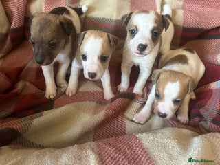 Jack Russell dogs for sale: 4 Jack Russell Puppies - Advert 1