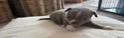 Chihuahua dogs for sale: Five Smoothcoat Chihuahua puppies for sale - Advert 30