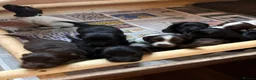 Sprocker dogs for sale: Fantastic litter of F1 Sprocker Spaniel Puppies  - Advert 6