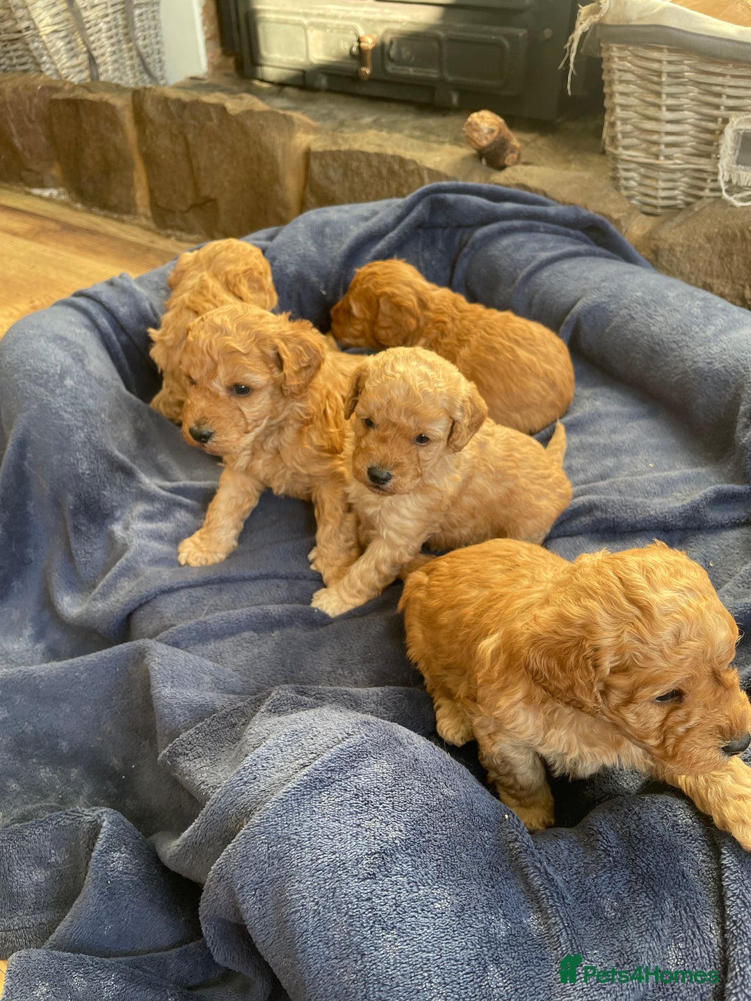Cockapoo dogs for sale: F2b COCKAPOO PUPPIES - Advert 5