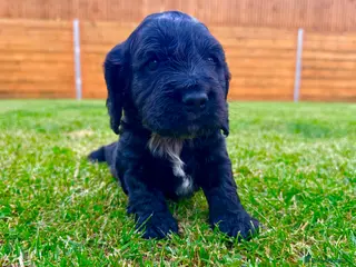Cocker Spaniel dogs for sale: KC Registered Show Cocker Spaniel Babies 🐾🐾🐾 - Advert 2