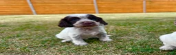 Cockapoo dogs for sale: Beautiful Cockapoo Babies 🐾🐾🐾 - Advert 17