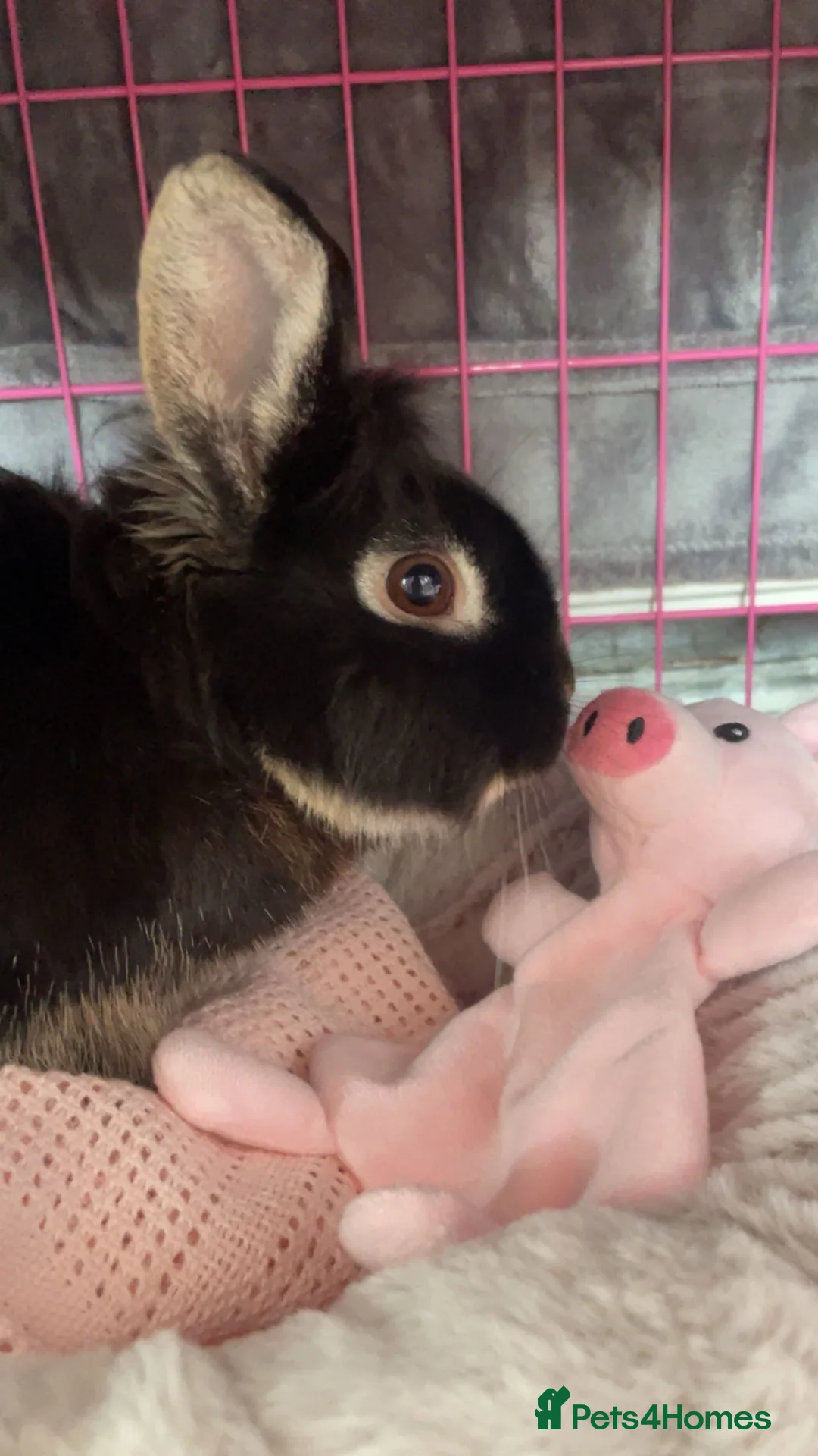 Mini Lion Lop rabbits for sale: lion lop for sale  in Bridgend - Advert 2