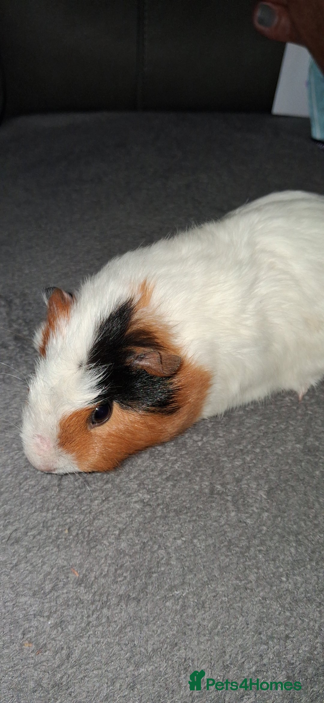 Guinea Pig rodents for sale: 4 baby girl guinea pigs and 1 boy - Image 9