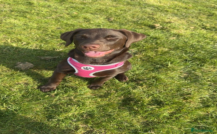 Labrador Retriever dogs Bonnie  - Advert 1