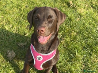 Labrador Retriever dogs Bonnie - Advert 1
